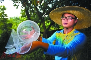 广州南沙沙仔村，工作人员释放萝岗蚊子工厂生产的绝育雄蚊。