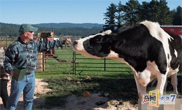 这头牛厉害了！一天吃103斤食物，喝378升水，拉下的粪便就有136斤重！