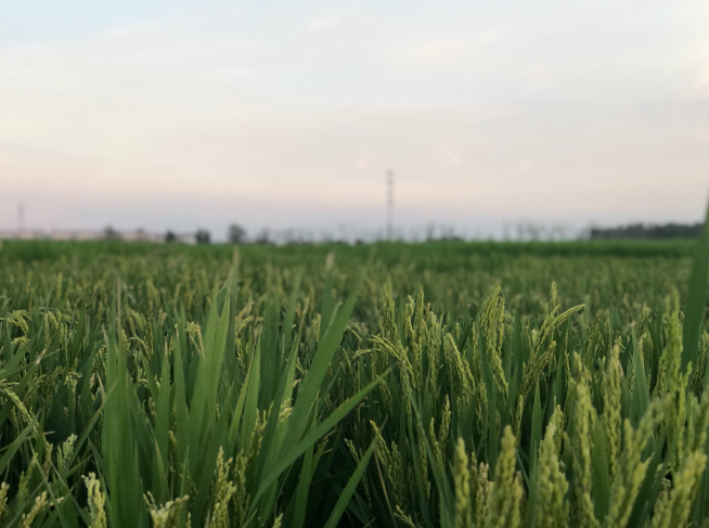 “江苏盐城首批数字化种植水稻长势喜人 阿里助力打造“农业产业化”发展新模式