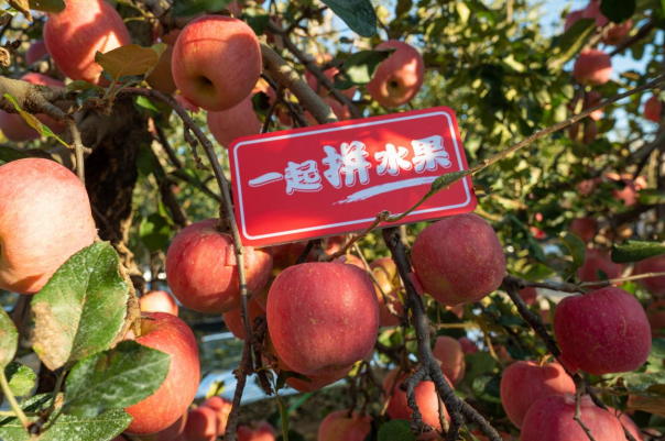 “85后海归痴迷“苹果梦”：种出比肩“苹果之王”的高端品牌