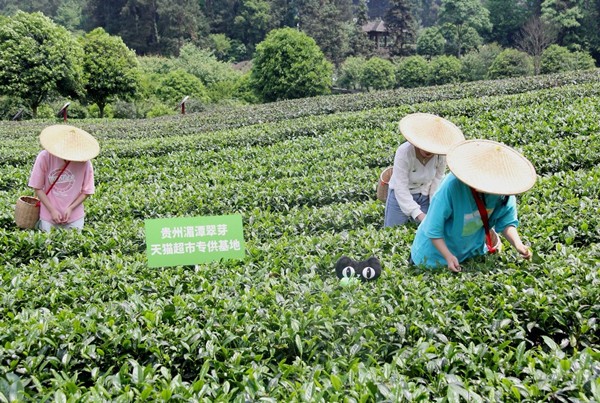 “从藏在深山到95后“心头好” 今春贵州茶在天猫超市卖出2000万