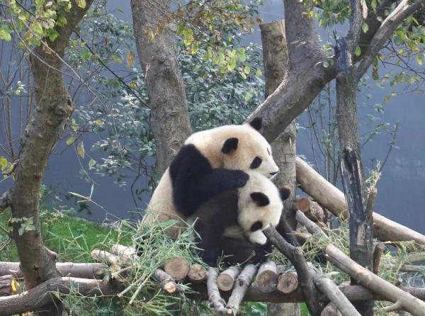 “熊猫热”带火“动物园游”，当代年轻人：逛动物园春游才是正经事