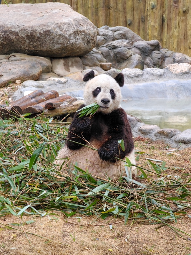 秦岭来了“数字护林员”为熊猫做了12000份数字藏品